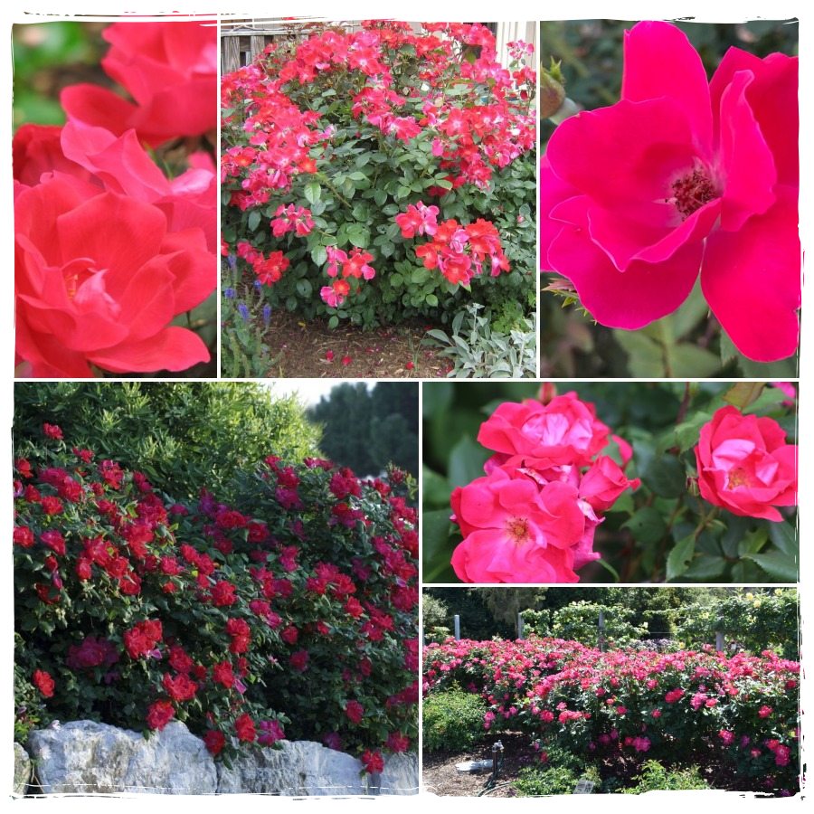 Knock Out róże rabatowe